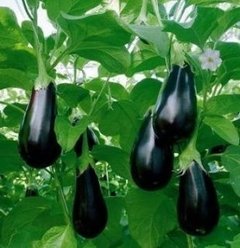 Berenjena Agroecológica x Kg