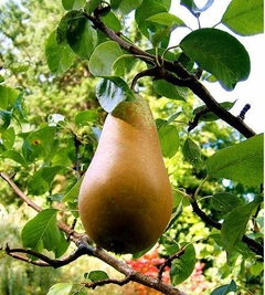 Peras Orgánicas x Kg (Variedad: PackHam Triumph)