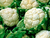 Coliflor Agroecológico x Unidad