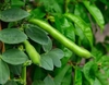 Habas Agroecológicas x Kg.
