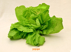 Lechuga Agroecológica x Atado - comprar online
