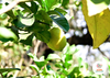 Limones Orgánicos x Kg - comprar online