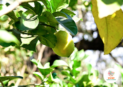 Limones Orgánicos x Kg - comprar online