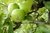 Manzanas Verdes Orgánicas x Kg