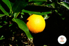 Naranjas Orgánicas x Kg