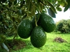 Palta Agroecológica x Kg. (Variedad: Torre) - Yuyupa