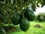 Palta Agroecológica x Kg. (Variedad: Torre) - Yuyupa