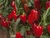 Pimiento Rojo Agroecológico x Kg - comprar online