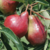 Peras Orgánicas x Kg (Variedad: Williams) - Yuyupa