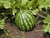 Sandía Agroecológica x Unidad