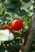 Tomaticos Cherries x Kg