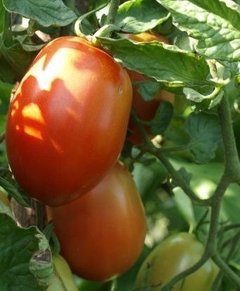 Tomates Perita Orgánicos x Kg