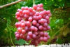Uvas Blancas Orgánicas x Kg - comprar online