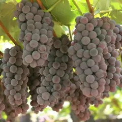 Uvas Negras Orgánicas x Kg