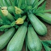 Zucchinis Orgánicos