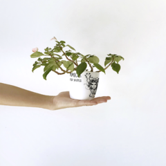 Maceta - Amigos por Naturaleza en internet