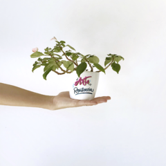 Maceta - El Arte es Resistencia - comprar online