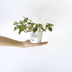 Maceta - Flor Grande - comprar online