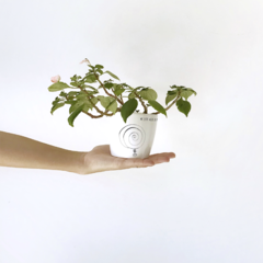 Maceta - "Me diste vuelta el mundo" - Ella - comprar online