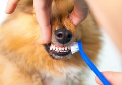 Set de 2 Cepillos de dientes largos dobles - comprar online