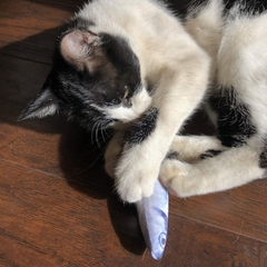 Pez de felpa para gatos - tienda online