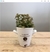 Planta en maceta ceramica #AR283