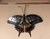 Mariposa pared #AR54