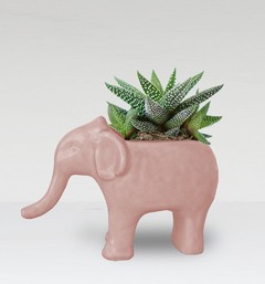 Maceta elefante con planta en internet
