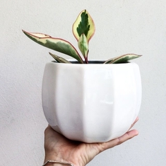 Maceta flora