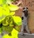 ANIMALES