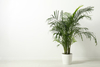 Areca - comprar online