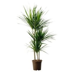 Dracena marginata