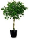 Ficus benjamina tronco trenzado
