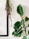 Ficus elastica variegado