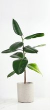 Ficus elastica cabernet