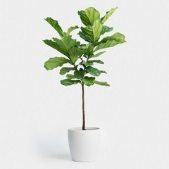 Ficus lyrata