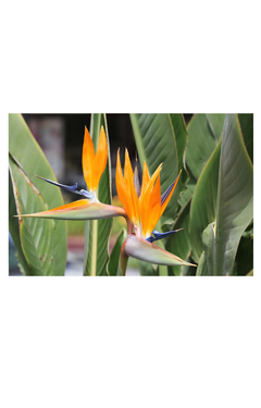 flor strelitzia 