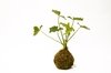 Philodendron