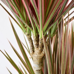 Dracena marginata tricolor - comprar online