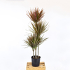 Dracena marginata tricolor