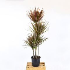 Dracena marginata tricolor