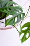 Monstera adansonii