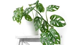 Monstera adansonii en internet