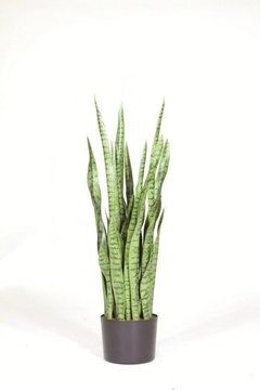 Sansevieria
