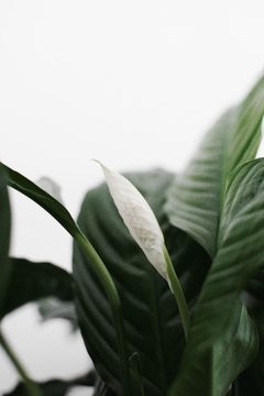 Spathiphyllum - comprar online
