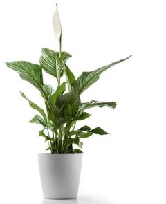 Spathiphyllum