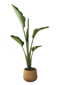 Strelitzia