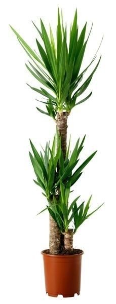 Yucca