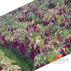 Tutuca de quinoa Dulce x 1 Kg