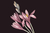 Dark spring - comprar online